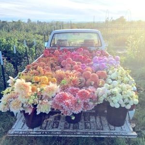 Meet your Posher, Tara